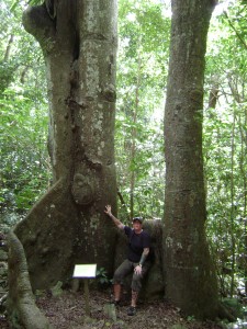 trees!
