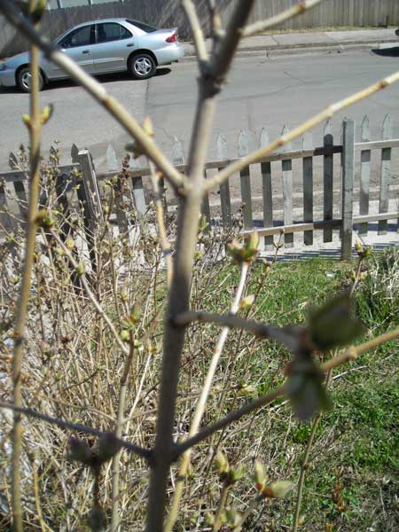 My Lilac Bush 4.28.09