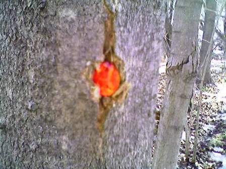 Jewel in tree