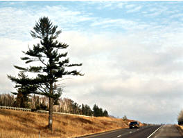 30tree