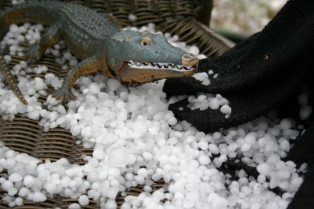 gator1