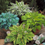 hosta1