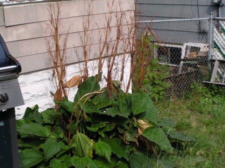 rhubarb gone awry