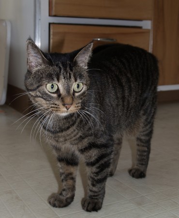 LOST PARK POINT KITTY