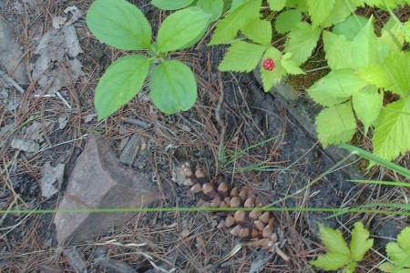 Raspberry45672