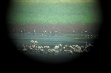Pelicans48952