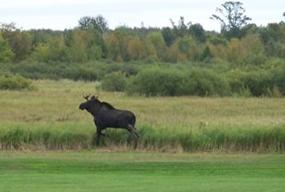 DeerRiverMoose3489567