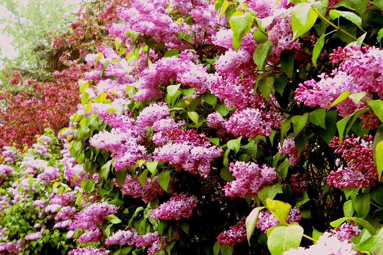 LilacBush