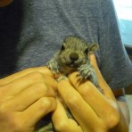 Squirrel