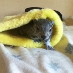 Squirrel
