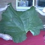 PDD1Rhubarb