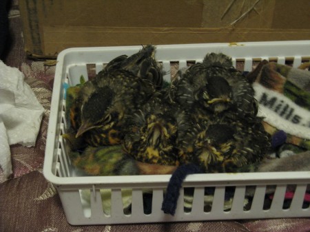 Robins