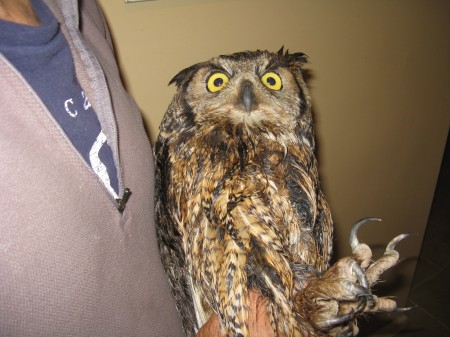 Injured Owl