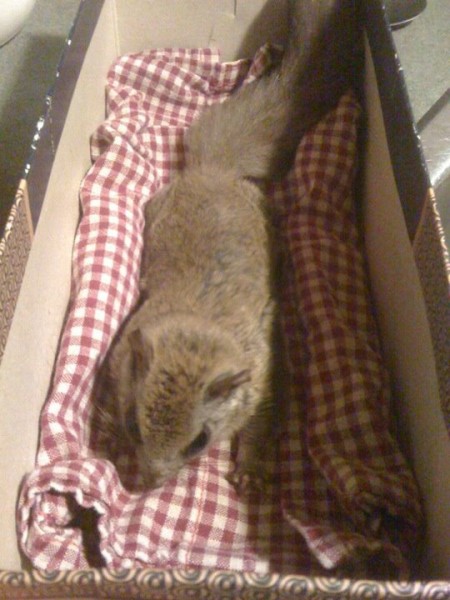 Flying Squirrel with Spinal Injury