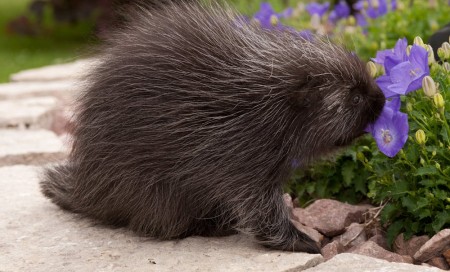 Porcupine