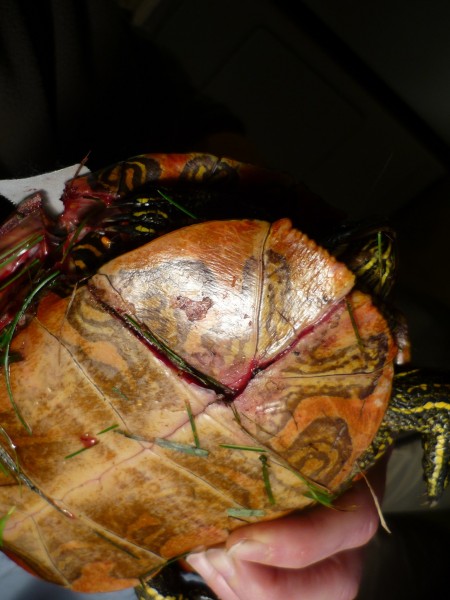 Injured Turtle