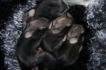 Baby Bunnies at Wildwoods