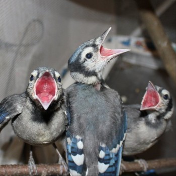 Blue Jays are hungry