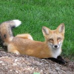ParkPointFox1