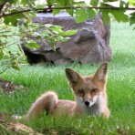 ParkPointFox2