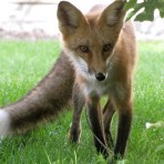 ParkPointFox3