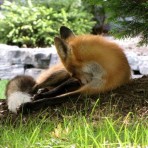 ParkPointFox4