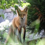 ParkPointFox5
