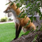 ParkPointFox7