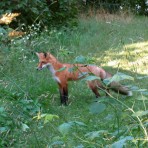 ParkPointFox8