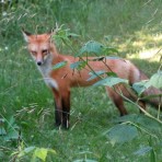 ParkPointFox9