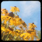 BlackEyedSusans