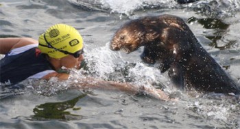 attacking otter duluth
