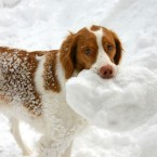 Morgan Super Snow Beard