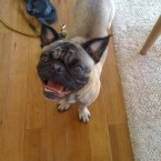 pug