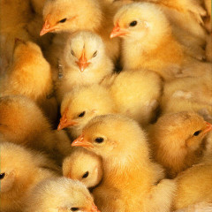 chicks
