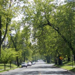 Trees