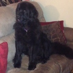 Newfie