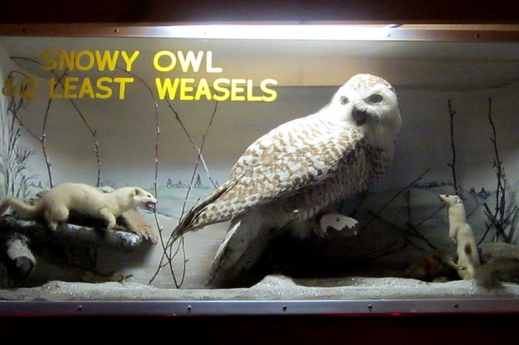 Snowy Weasal