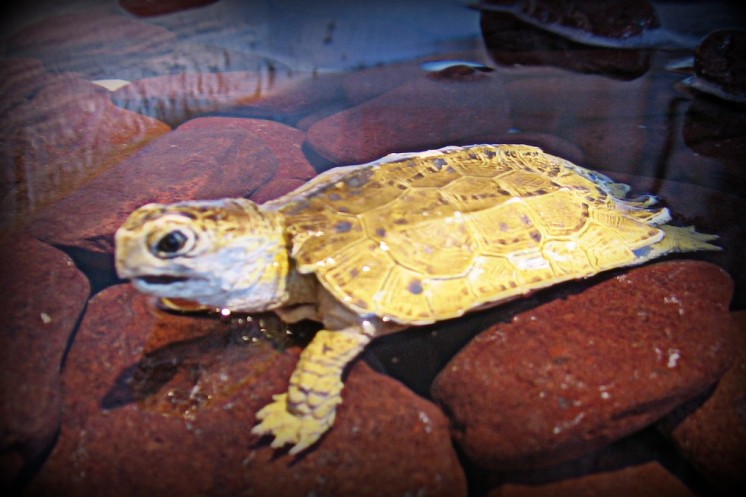 MysteriousTurtle