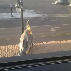 bird on a ledge