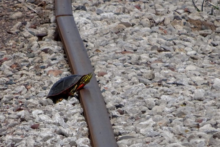 SuicideTurtle