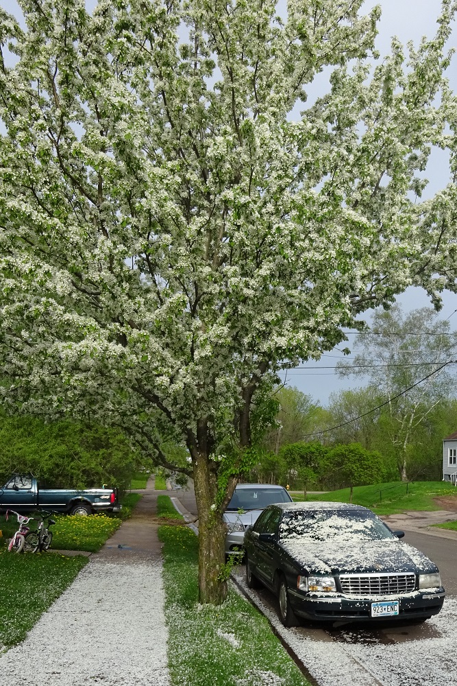 Tree Car Mess