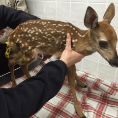 DOUGLAS COUNTY HUMANE SOCIETY
