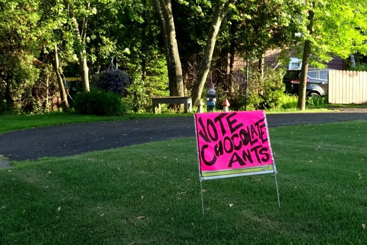 Vote Chocolate Ants