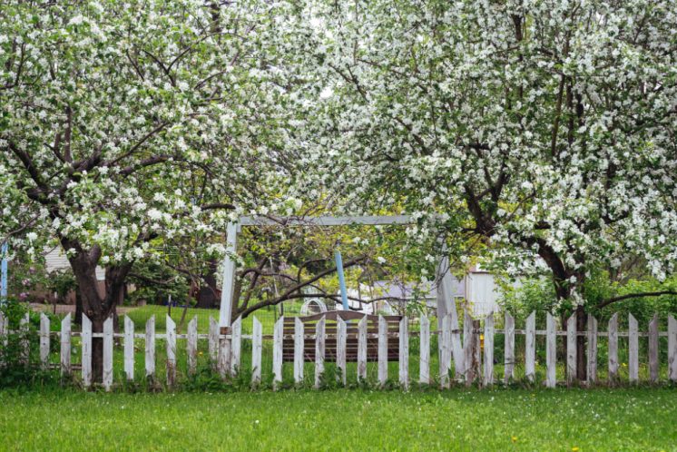 Aaron Reichow, "Trees in Bloom, East Hillside"