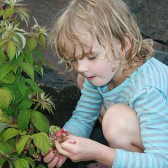 berries