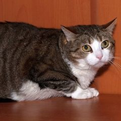 Duluth cat potentially ready to freak out