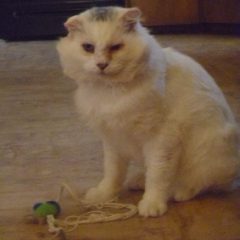 Moses the Cat
