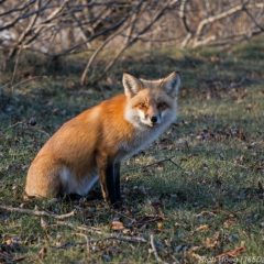 Red-Fox-Park-Point-2