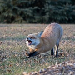 Red-Fox-Park-Point-4